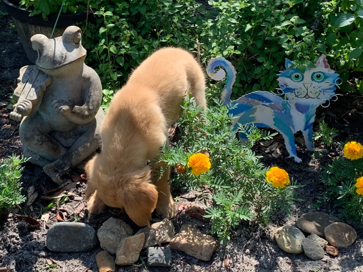 Gardens for Meadow to&nbsp;Explore!