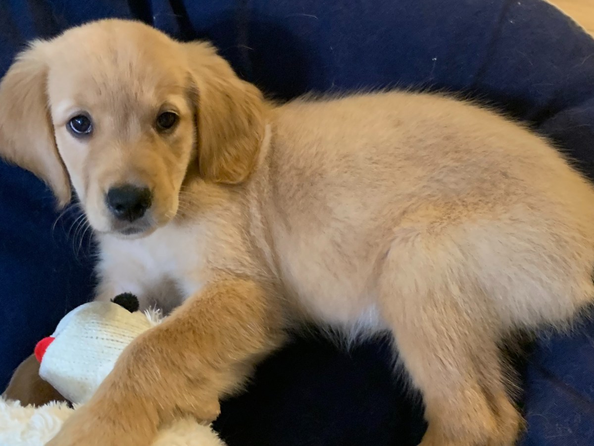 Reflection – Live like a&nbsp;Puppy