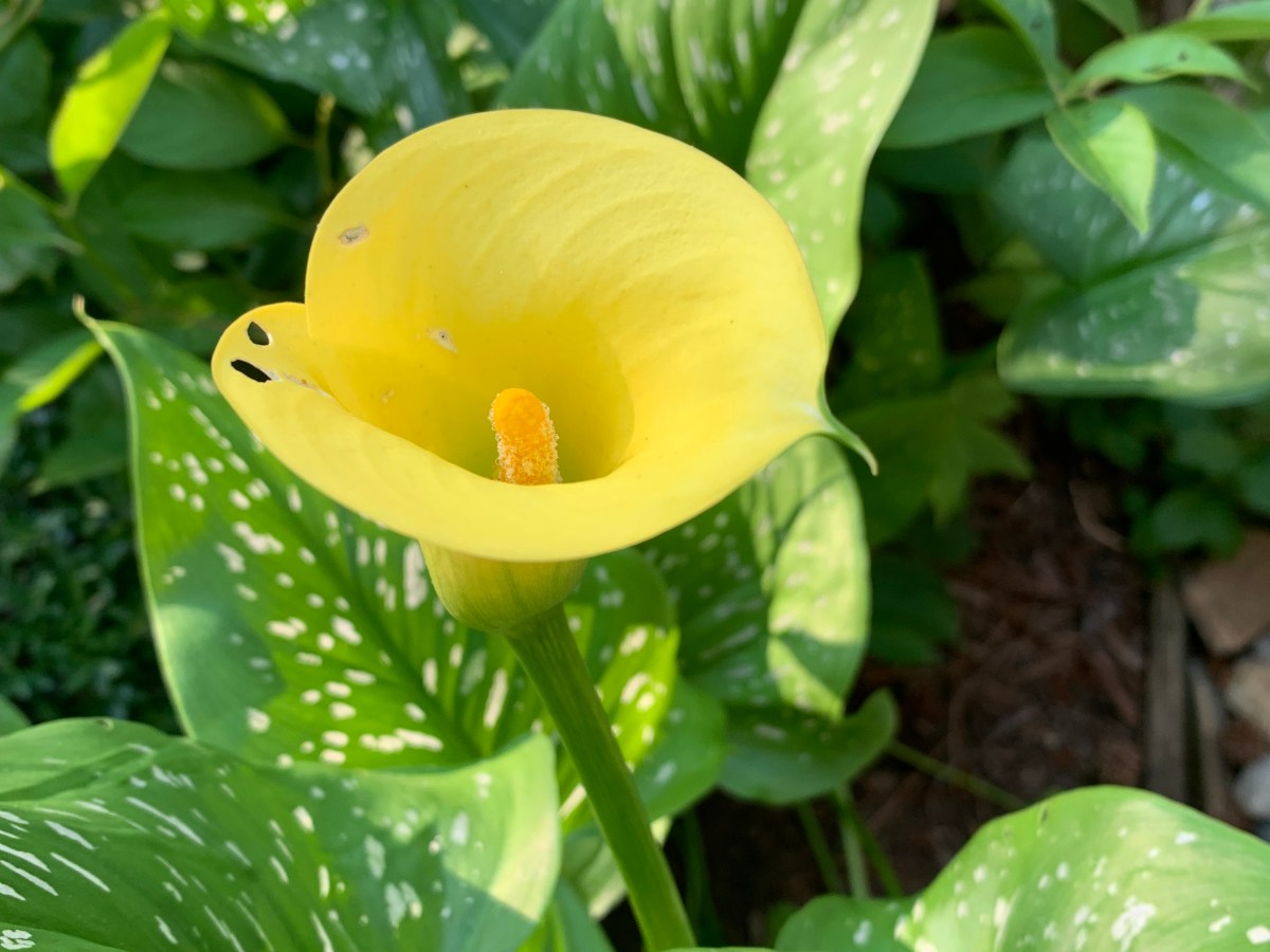 Listen to the Songs Around&nbsp;Us